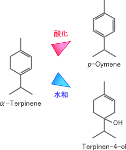 α-Terpineneの酸化・加水分解反応