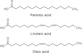 Molecular structures of main fatty acid contained in oil fraction of α-CD