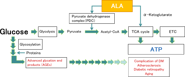 Energy generation from Glucose and ALA
