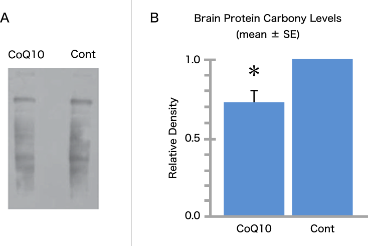 図1. アルツハイマー病態モデルマウス（Tg19959マウス）を用いたCoQ10による酸化ストレスマーカー（脳タンパク質カルボニル）の抑制作用