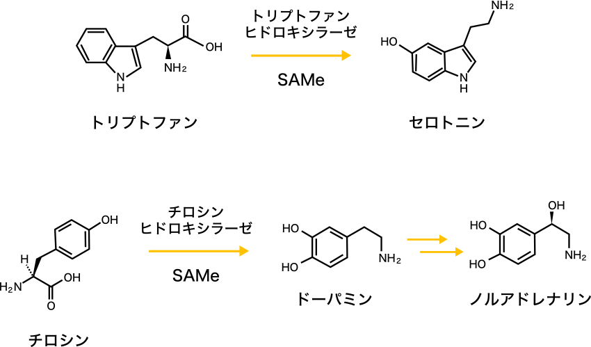 図1. SAMeによる神経伝達物質の合成