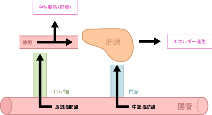 図1. 長鎖脂肪酸と中鎖脂肪酸の中性脂肪としての貯蔵とエネルギー産生