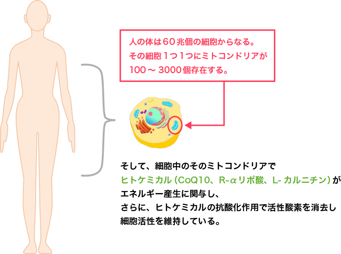 図1. ヒトは60兆個の細胞で構成