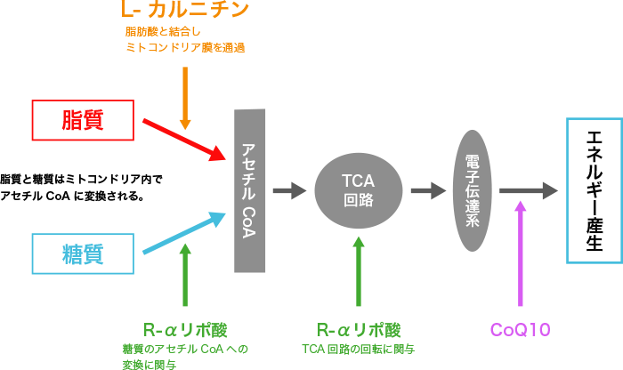 図2. ミトコンドリアにおけるヒトケミカルのエネルギー産生のための役割