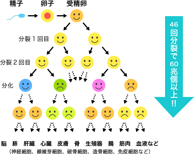 図1. 受精卵からの細胞分裂と分化