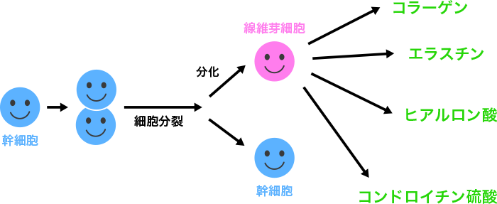 図2. 線維芽細胞への分化と線維生成