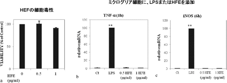 図1. LPS刺激によるTNF-αおよびiNOS産生をHFEが抑制