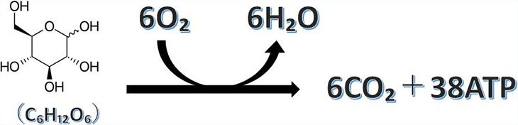 図3. グルコースの酸化によるエネルギー産生反応