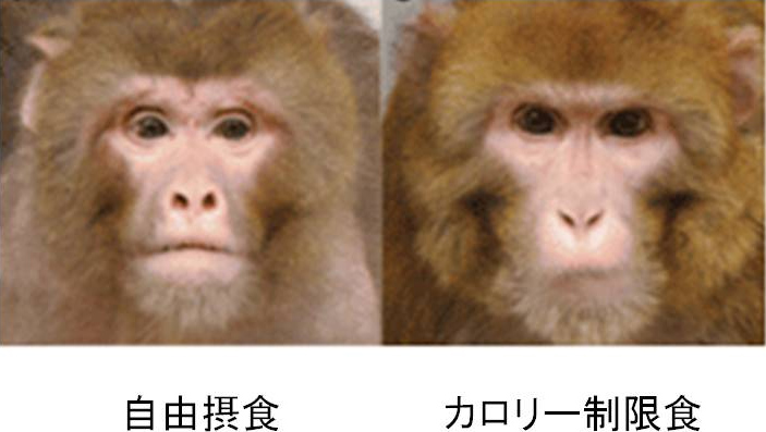 図1. 自由摂食（左）とカロリー制限食（右）アカゲザルの顔つき
