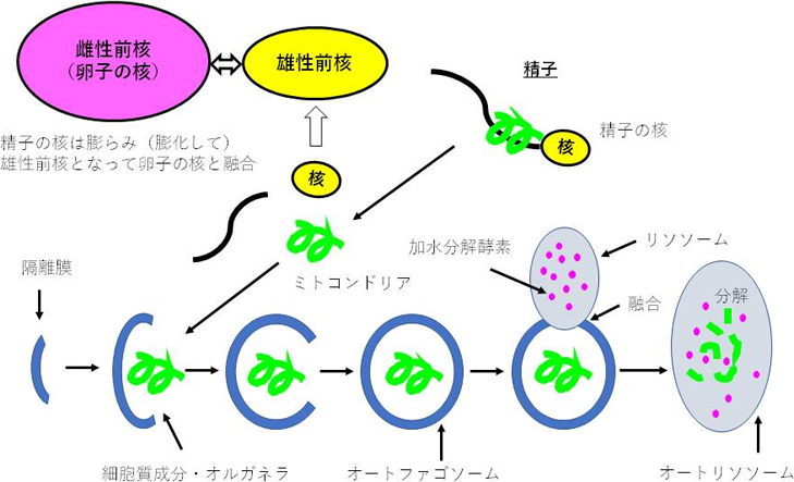 図1. 卵子内における父性ミトコンドリアのオートファジープロセス