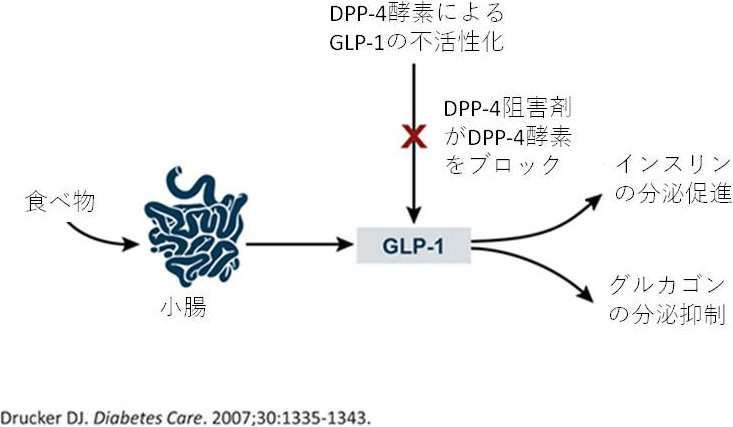 図3. DPP-4阻害作用機構
