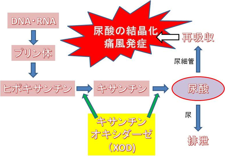 プロポリス 効果 糖尿病 プロポリスの効果 効能完全ガイド おすすめサプリランキングも紹介