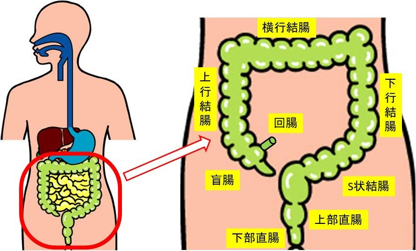 図1. 大腸の区分