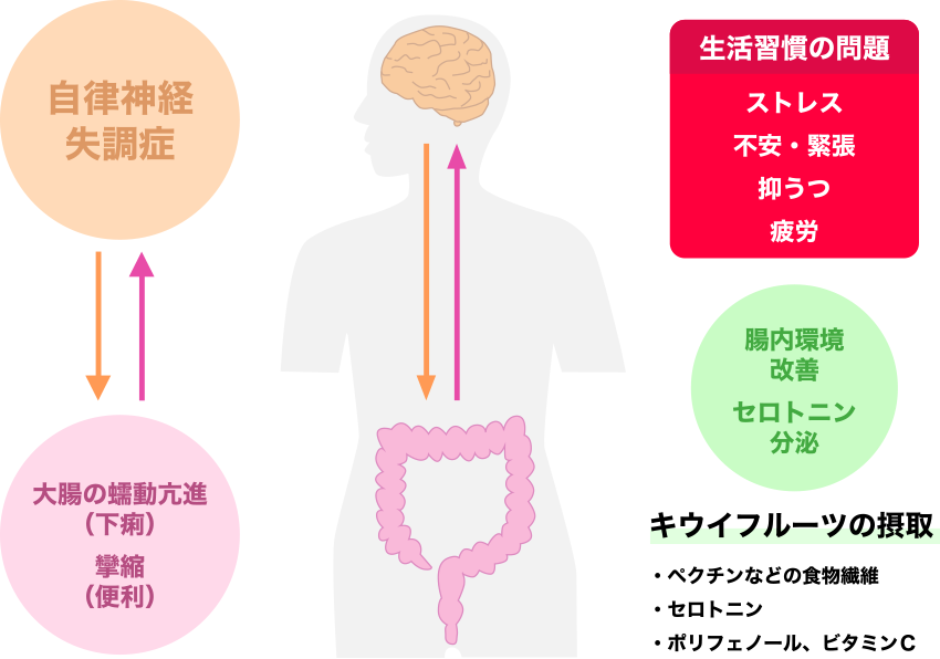 図1. 腸脳相関と過敏性腸症候群（IBS）