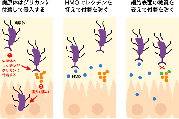 図1. ヒトミルクオリゴ糖（HMO）の病原性細菌の感染防御機構