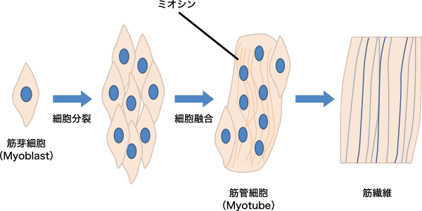 図2. 筋芽細胞から筋繊維の生成