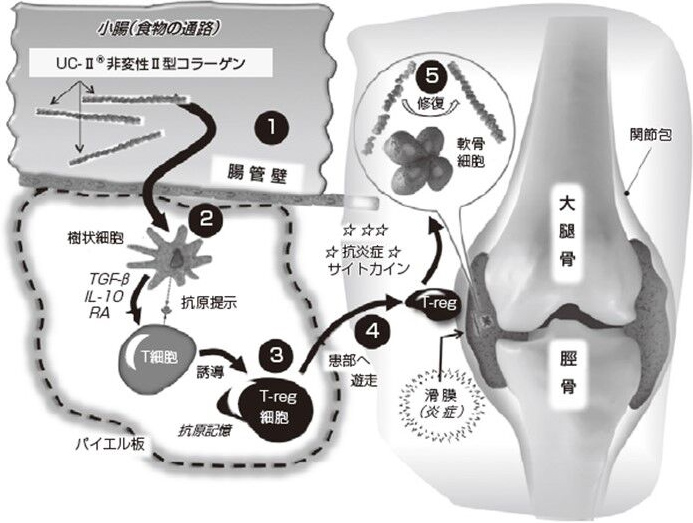 非変性II型コラーゲンの関節炎症抑制のしくみ